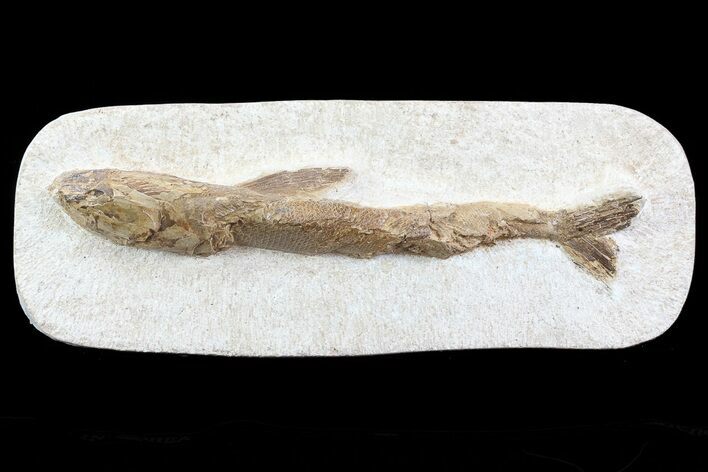 Lower Turonian Fossil Fish - Goulmima, Morocco #76403